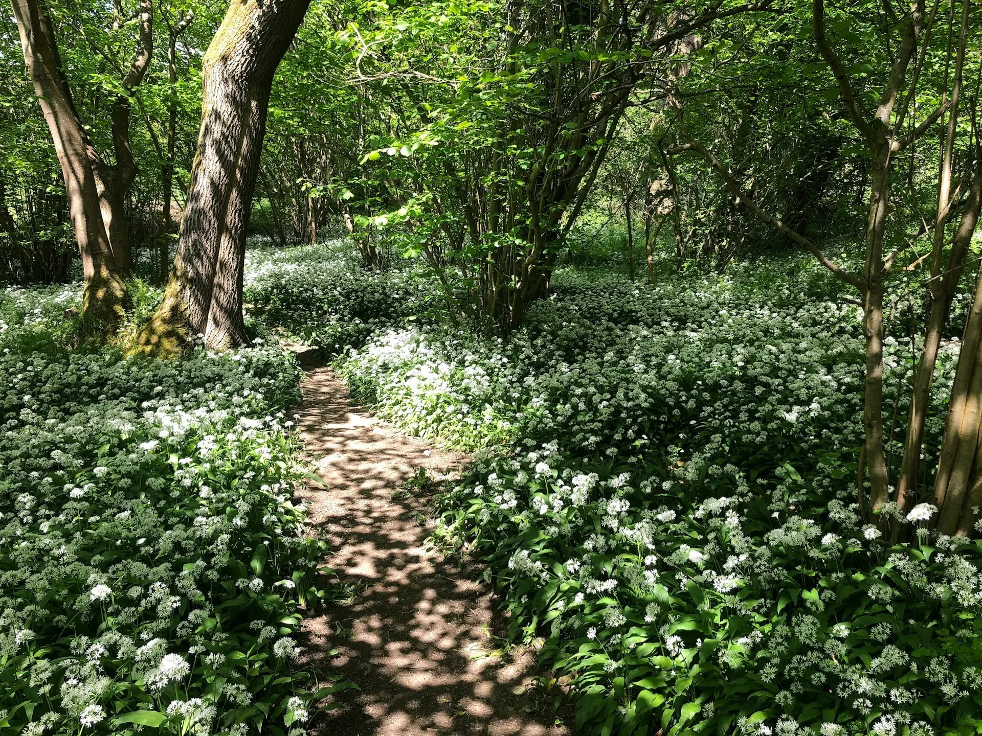 Dirt footpath through a Cotswold woodland carpeted with wild garlic in spring